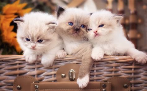 Download Baby Animal Basket Fluffy Kitten Animal Cat HD Wallpaper
