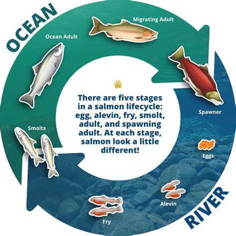 Lifecycle of a Salmon - Watershed CPR