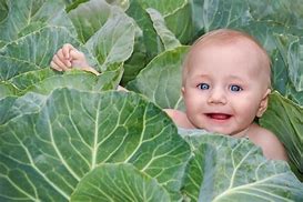 Image result for Baby Bellies Organic