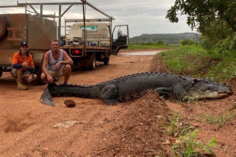 Australian Alligator Had