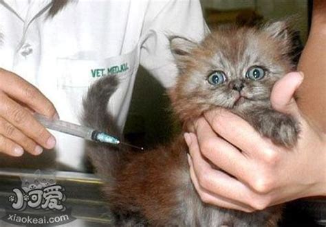 被猫抓伤怎么办 视情况而定是否打疫苗_小可爱宠物网