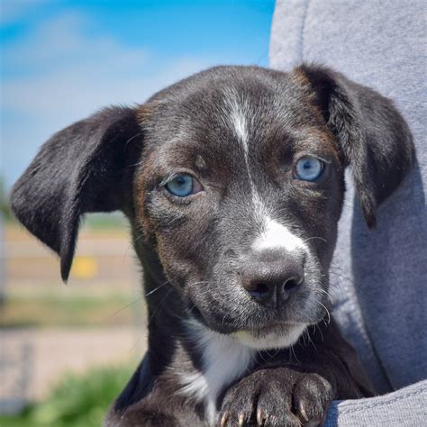 Avery - Animal House Shelter