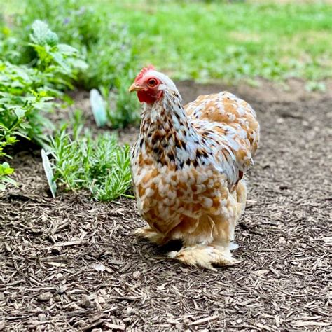 Baby Chicks: Calico Cochin Bantam - My Pet Chicken