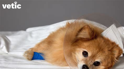 Old Cat Health Problems Symptoms at Mario Anderson blog