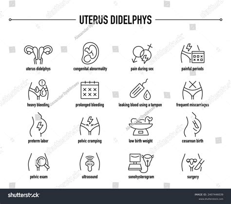 26 Uterus Didelphys Images, Stock Photos, 3D objects, & Vectors | Shutterstock
