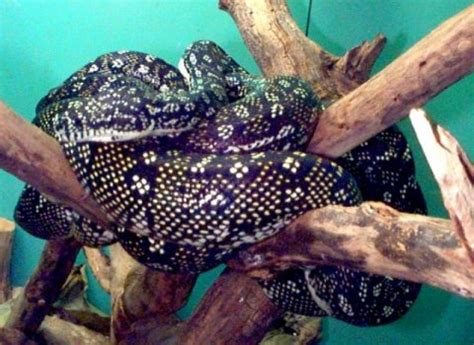 Image result for Biggest Diamond Python Ever