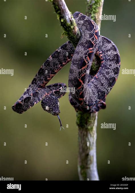Amazon Tree Python 的图像结果