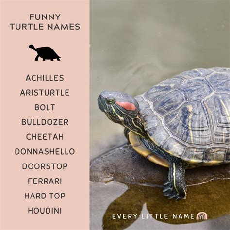 310+ Best Turtle Names (Cute, Funny, and Turtle-ly Awesome) - Every ...