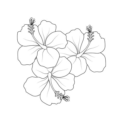 Hibiscus Flower Black And White Drawing at tanlondonblog Blog