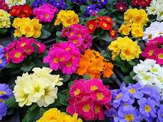 fiore di roses the plant farm fiore di roses the plant farm