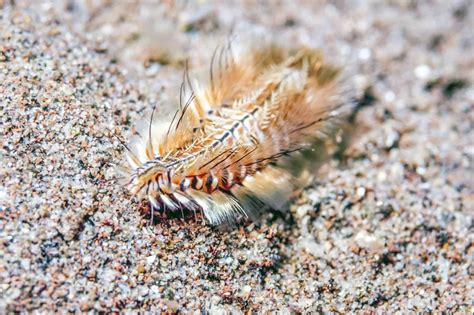 Bristle Worm Sting