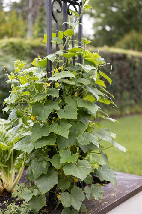 Your Complete Guide to Growing Organic Cucumbers in a Kitchen Garden ...