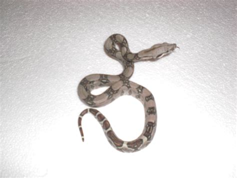 Tiere Kleinanzeigen Wiehe Anzeigenmarkt Wiehe