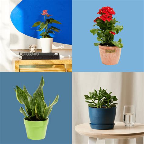 What Plants Grow Best In Small Pots at Peter Chavez blog