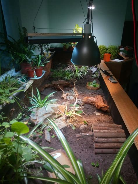 Image result for Tortoise Table