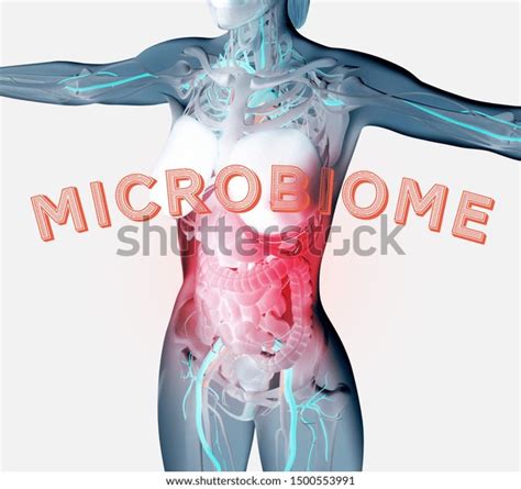 Digestive System Woman 的图像结果