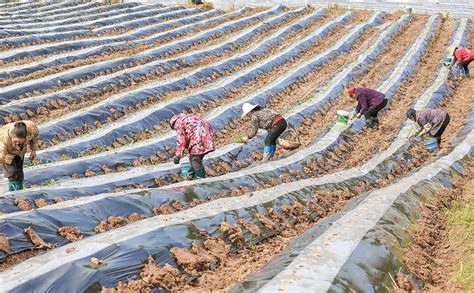 长寿：农民耕种忙|农民|农业|重庆市_新浪新闻