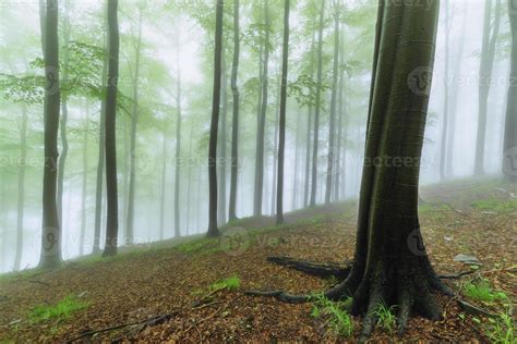 Beautiful Spring Forest 的图像结果