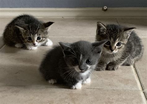 Purring Kittens by AngyVie Sound Effect - Meme Button - Tuna
