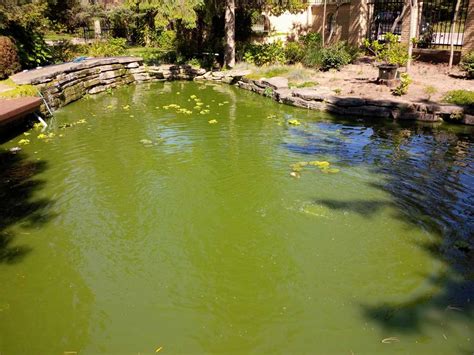 Pond Algae Control 的图像结果