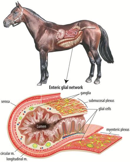 Age-Dependent Intestinal Repair: Implications for Foals with Severe Colic