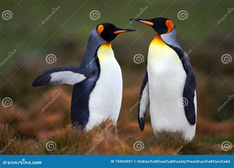 Pair of Penguins. Mating King Penguins with Green Background in Falkland Islands. Pair of ...