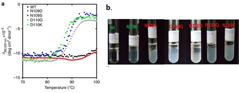 Succinimide confers structural stability to MjGATase | Official website ...