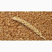 Пшениця: купити пшеницю, продаж пшениці гуртом (оптом) — Agro-Ukraine