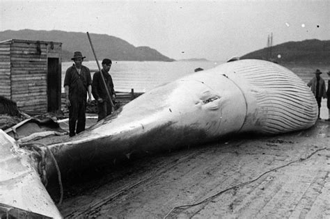Livyatan - Whale-History