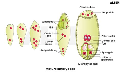 Double Fertilization: Definition, Process and Embryo Development