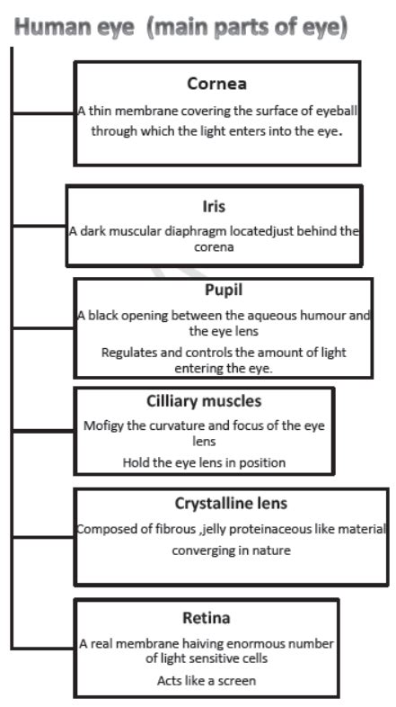 Class 10 Science Chapter 11 Topic Eyes 的图像结果