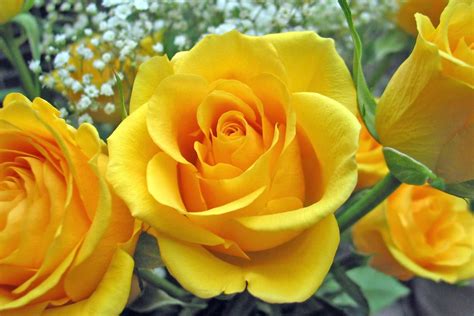 Flower Wallpapers | Flower Pictures | Red Rose | Flowers Gifts: Yellow ...