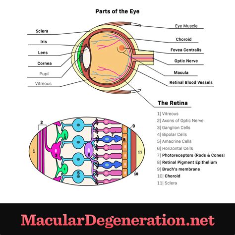 Eye Anatomy and Function | MacularDegeneration.net