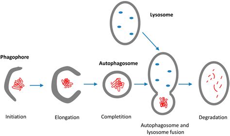 Heat Shock Proteins and Autophagy Pathways in Neuroprotection: From ...