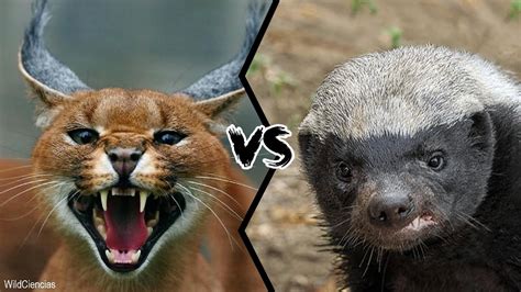 Honey Badger Attack Lion