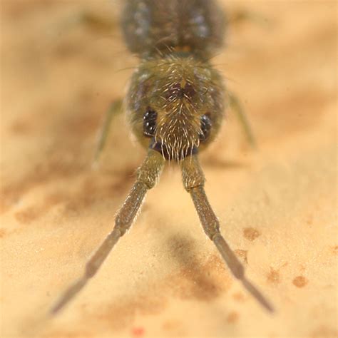 Image result for Green Springtail