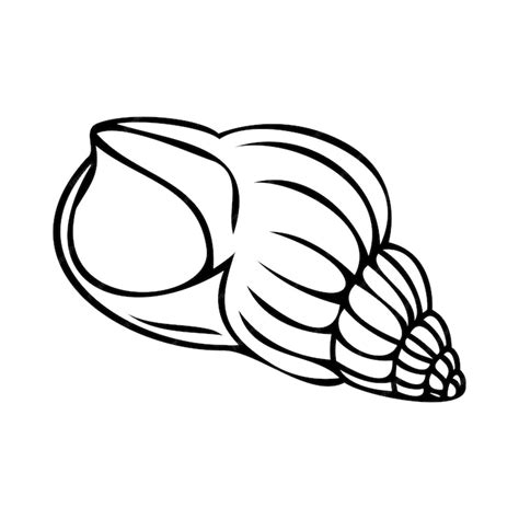 Vector isolated illustration of a shell contour sketch of a shell in ...