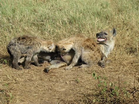 Spotted Hyena Giving Birth