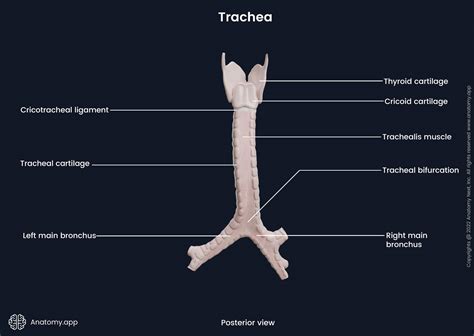 Length Of Trachea