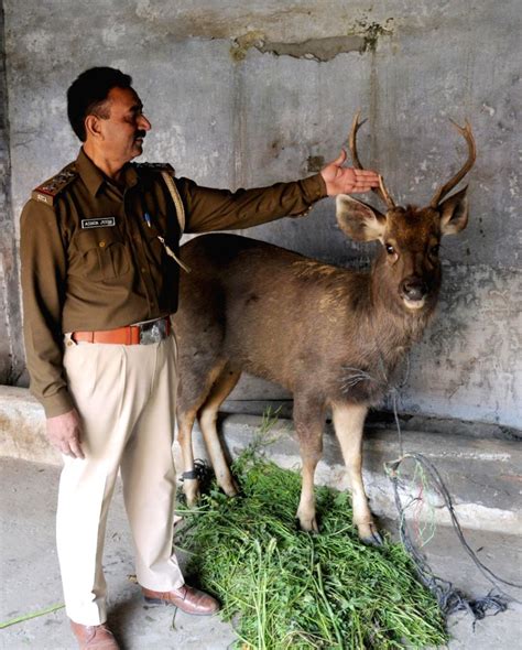 Swamp deer rescued near Amritsar