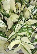 Image result for Wandering Jew Llant