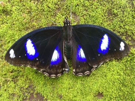 Hypolimnas bolina jacintha | Butterfly