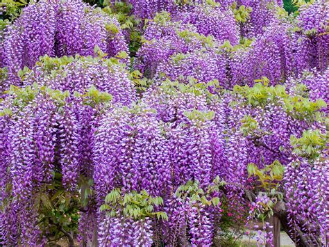 Can I Plant Wisteria Pods Thriftyfun