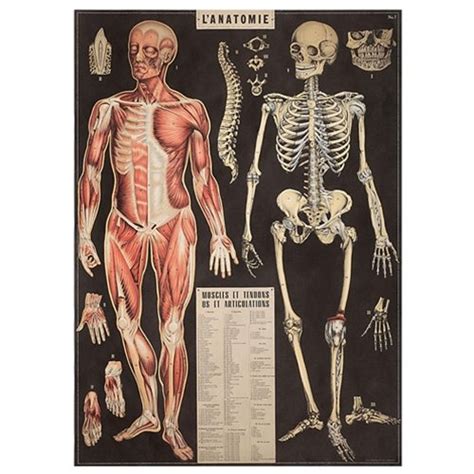 Cavallini Papers & Co. Cavallini Decorative Paper - L'Anatomie 20x28 ...