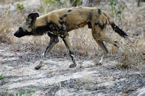 AFRICAN WILD DOG - African Painted Dogs - SAFE Worldwide