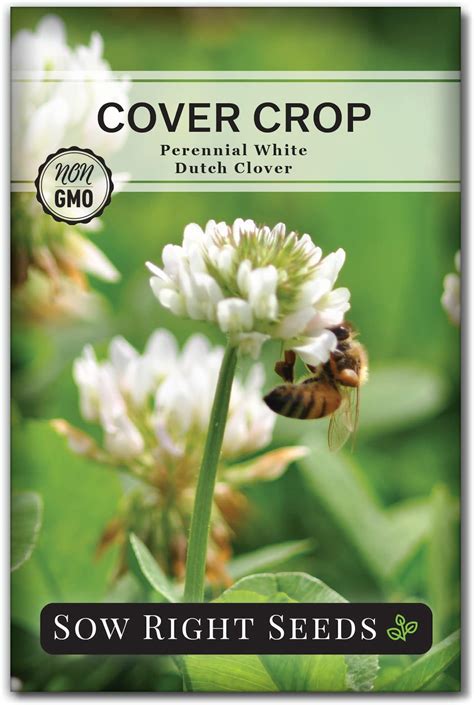 Amazon.com : White Clover Seeds, Nitro-Coated and Inoculated, 1 Pound ...