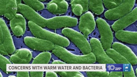 Is warmer water more concern for flesh-eating bacteria? | wtsp.com