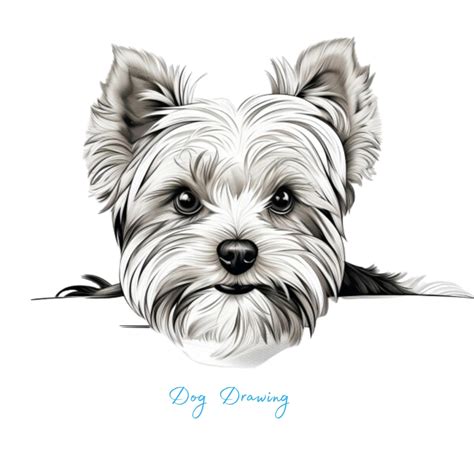 Best 12 How to Draw a Yorkshire Terrier Dog – Artofit