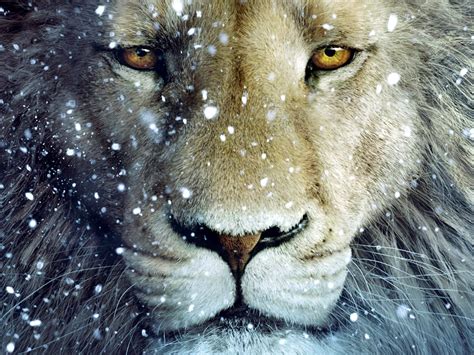 Aslan the Lion Chronicles of Narnia The Lion The Witch and the Wardrobe Desktop Wallpaper