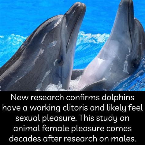 Dolphins Mating With People